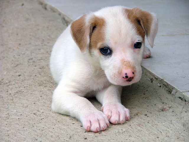 Terrier puppy